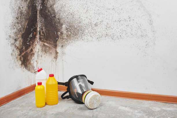 Best Mold Remediation for Specific Building Types in Woodcrest, CA