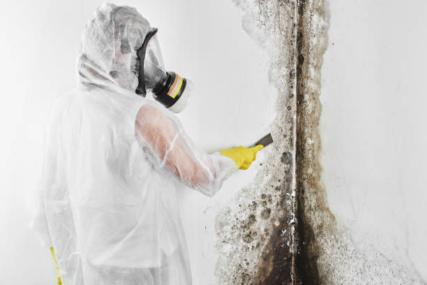 Best Preventive Mold Services in Woodcrest, CA