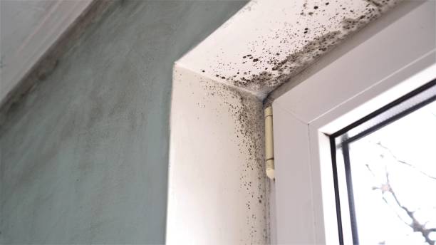 Best Mold Remediation for Schools in Woodcrest, CA