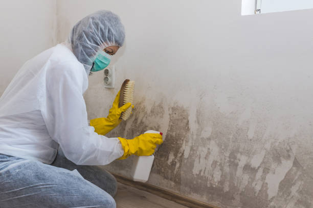 Best Crawl Space Mold Remediation in Woodcrest, CA
