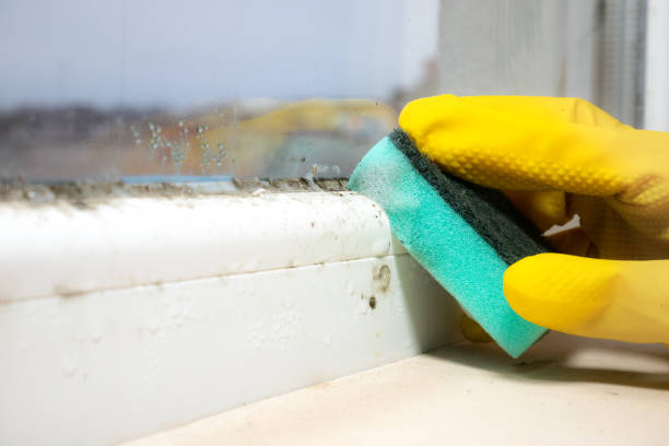Professional Mold Remediation in Woodcrest, CA