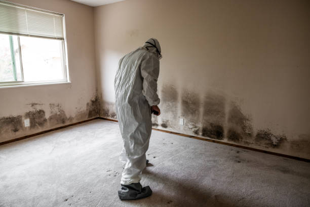 Best HVAC Mold Remediation in Woodcrest, CA