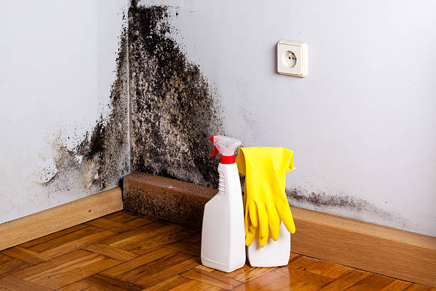 Best Industrial Mold Remediation in Woodcrest, CA