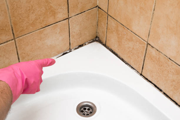 Best Residential Mold Remediation in Woodcrest, CA