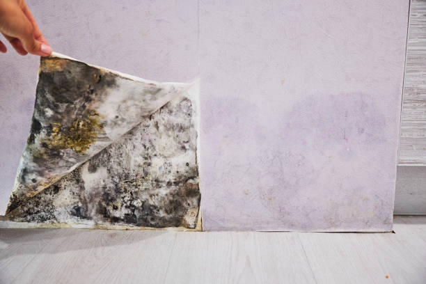 Best Insurance-Related Mold Remediation in Woodcrest, CA